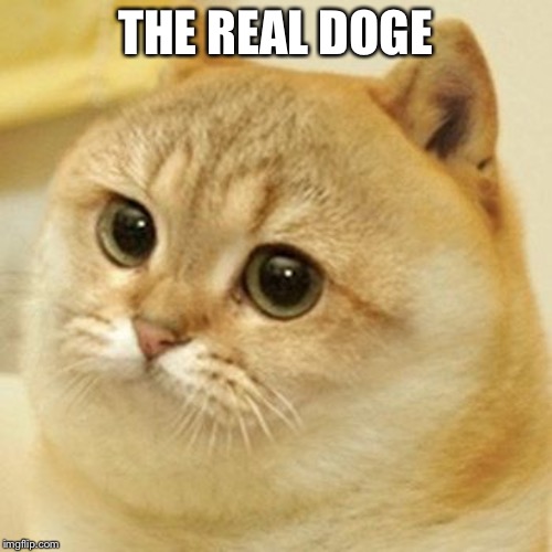 Cat Doge | THE REAL DOGE | image tagged in cat doge | made w/ Imgflip meme maker