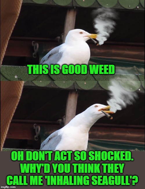 Inhaling Seagull | THIS IS GOOD WEED; OH DON'T ACT SO SHOCKED. WHY'D YOU THINK THEY CALL ME 'INHALING SEAGULL'? | image tagged in funny memes,pot,weed,inhaling seagull,memes,stoner | made w/ Imgflip meme maker