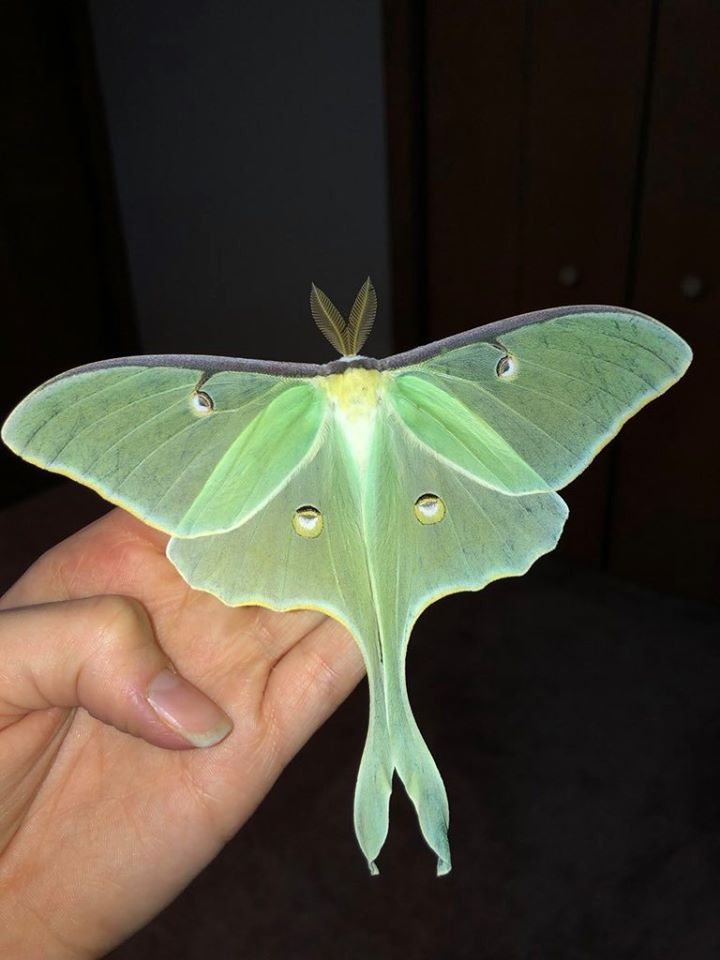 Luna Moth Blank Meme Template