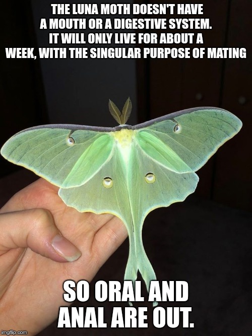 Luna Moth | THE LUNA MOTH DOESN'T HAVE A MOUTH OR A DIGESTIVE SYSTEM. IT WILL ONLY LIVE FOR ABOUT A WEEK, WITH THE SINGULAR PURPOSE OF MATING; SO ORAL AND ANAL ARE OUT. | image tagged in luna moth | made w/ Imgflip meme maker