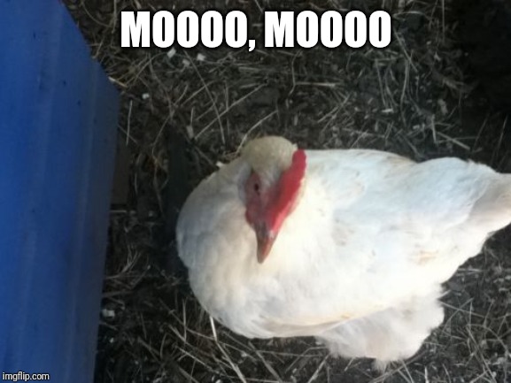 Angry Chicken Boss Meme | MOOOO, MOOOO | image tagged in memes,angry chicken boss | made w/ Imgflip meme maker