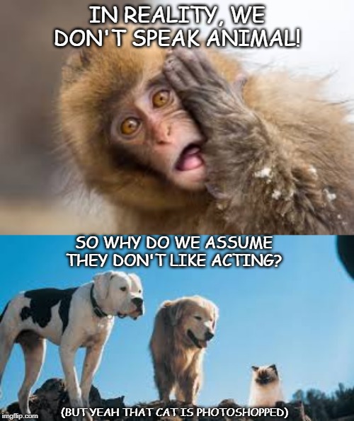 Real world! | IN REALITY, WE DON'T SPEAK ANIMAL! SO WHY DO WE ASSUME THEY DON'T LIKE ACTING? (BUT YEAH THAT CAT IS PHOTOSHOPPED) | image tagged in animals,movies | made w/ Imgflip meme maker