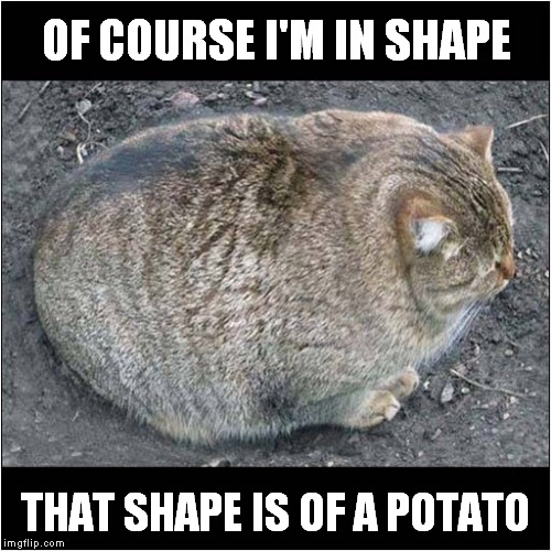 Potato Shaped Cat | OF COURSE I'M IN SHAPE; THAT SHAPE IS OF A POTATO | image tagged in cats,fat cat,i am a potato | made w/ Imgflip meme maker