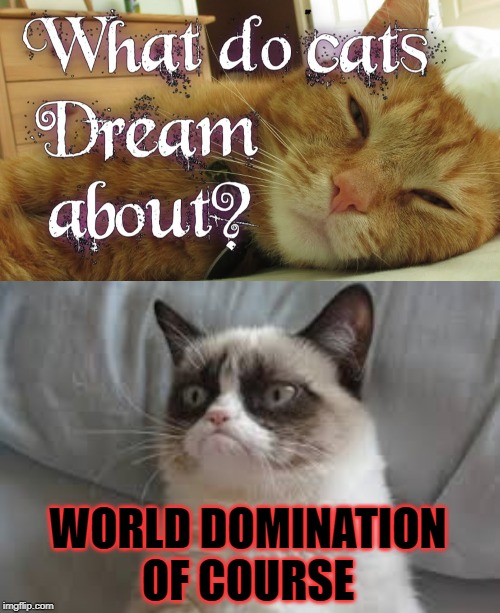 I have a dream | WORLD DOMINATION OF COURSE | image tagged in grumpy cat,cat memes,cats,memes,dreams | made w/ Imgflip meme maker