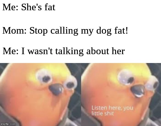 Listen here you little shit bird | Me: She's fat; Mom: Stop calling my dog fat! Me: I wasn't talking about her | image tagged in listen here you little shit bird | made w/ Imgflip meme maker