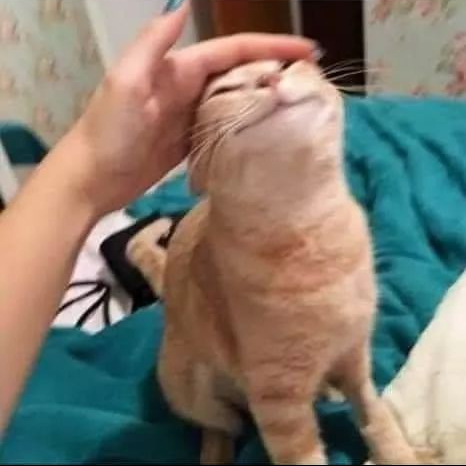 Cat petted Blank Meme Template