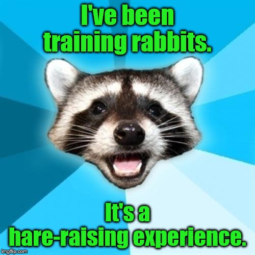 Lame Pun Coon Meme | I've been training rabbits. It's a hare-raising experience. | image tagged in memes,lame pun coon | made w/ Imgflip meme maker