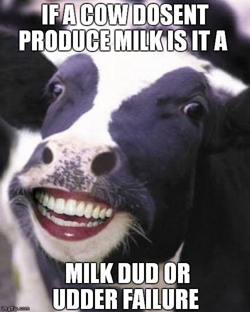 Laughing Cow | IF A COW DOSENT PRODUCE MILK IS IT A; MILK DUD OR UDDER FAILURE | image tagged in laughing cow | made w/ Imgflip meme maker