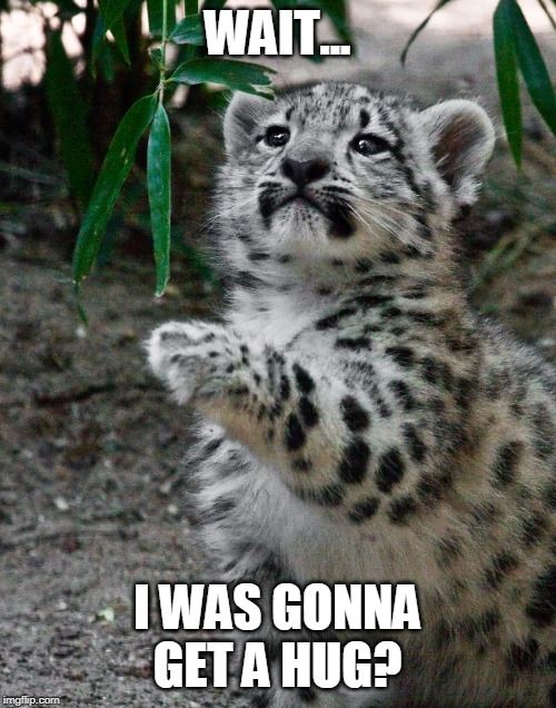 WAIT WHAT LEOPARD | WAIT... I WAS GONNA GET A HUG? | image tagged in wait what leopard | made w/ Imgflip meme maker