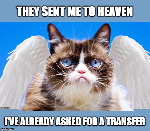 Not enough to complain about here | THEY SENT ME TO HEAVEN; I'VE ALREADY ASKED FOR A TRANSFER | image tagged in memes,grumpy cat,cat memes,heaven vs hell,grumpy angel,rip | made w/ Imgflip meme maker