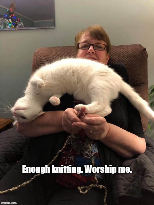 Enough knitting. Worship me. | image tagged in cats | made w/ Imgflip meme maker