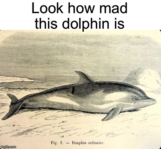 Dolphin triggered | Look how mad this dolphin is | image tagged in dolphin,funny,memes,angery,angry | made w/ Imgflip meme maker