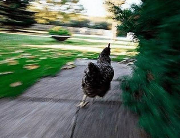 Run Chiken Blank Meme Template