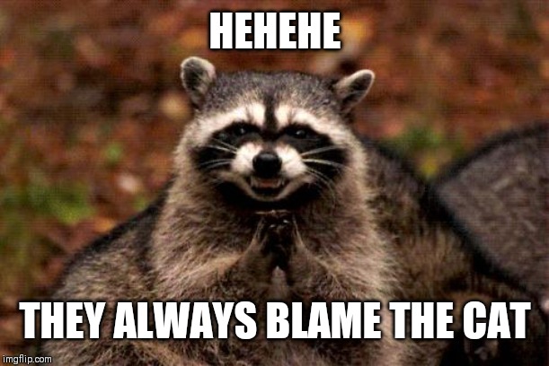 Evil Plotting Raccoon | HEHEHE; THEY ALWAYS BLAME THE CAT | image tagged in memes,evil plotting raccoon | made w/ Imgflip meme maker