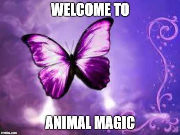 Purple Butterfly | WELCOME TO; ANIMAL MAGIC | image tagged in purple butterfly | made w/ Imgflip meme maker