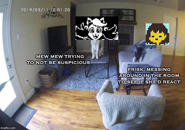 Dogs on camara | MEW MEW TRYING TO NOT BE SUSPICIOUS; FRISK, MESSING AROUND IN THE ROOM TO SEE IF SHE'D REACT | image tagged in dogs on camara | made w/ Imgflip meme maker