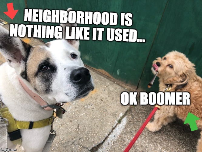 NEIGHBORHOOD IS NOTHING LIKE IT USED... OK BOOMER | image tagged in ok boomer,funny dogs | made w/ Imgflip meme maker