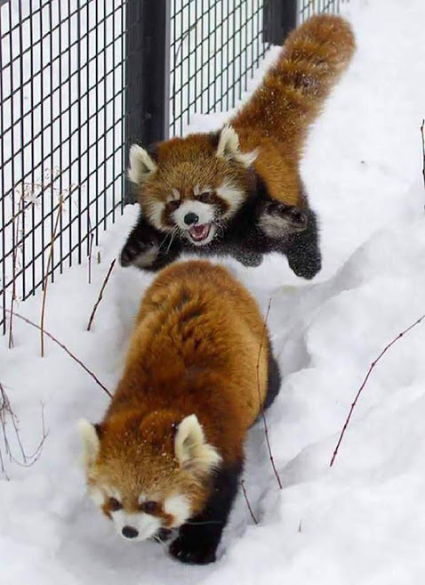 Red panda Blank Meme Template