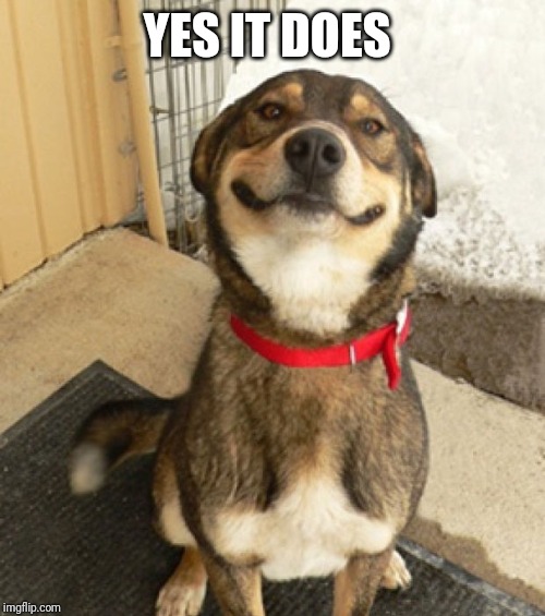 Smily dog | YES IT DOES | image tagged in smily dog | made w/ Imgflip meme maker
