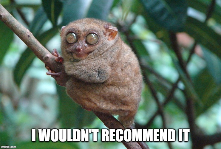 Caffeinated Tarsier | I WOULDN'T RECOMMEND IT | image tagged in caffeinated tarsier | made w/ Imgflip meme maker