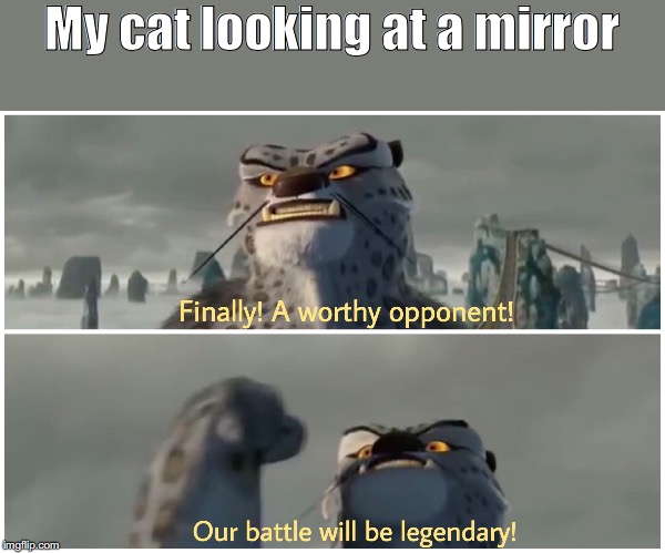 Let the battle begin | My cat looking at a mirror | image tagged in memes,funny memes,so true memes | made w/ Imgflip meme maker