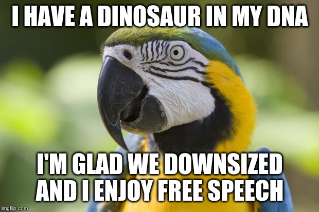 parrot | I HAVE A DINOSAUR IN MY DNA I'M GLAD WE DOWNSIZED

AND I ENJOY FREE SPEECH | image tagged in parrot | made w/ Imgflip meme maker