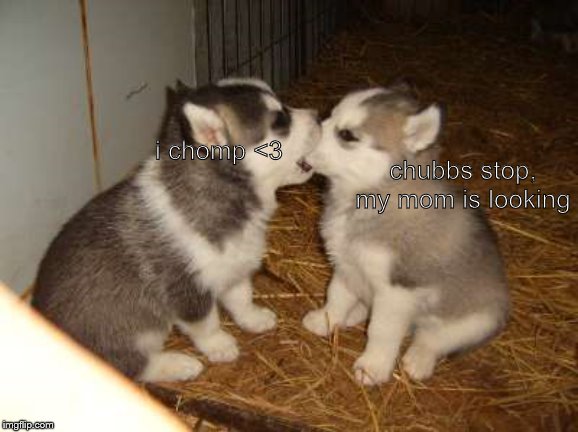 Cute Puppies | chubbs stop, my mom is looking; i chomp <3 | image tagged in memes,cute puppies | made w/ Imgflip meme maker