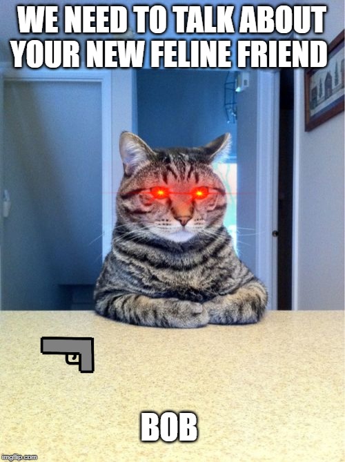 Take A Seat Cat Meme | WE NEED TO TALK ABOUT YOUR NEW FELINE FRIEND; BOB | image tagged in memes,take a seat cat | made w/ Imgflip meme maker