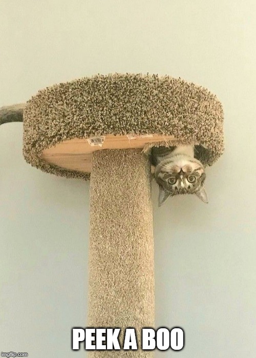 PEEK A BOO | image tagged in cats,funny cats | made w/ Imgflip meme maker