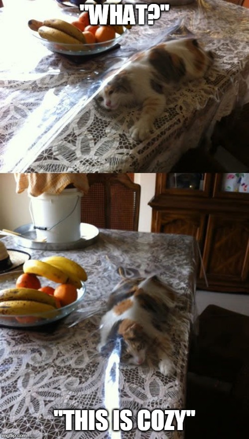 THATS A CAT FOR YA | "WHAT?"; "THIS IS COZY" | image tagged in cats,funny cats | made w/ Imgflip meme maker