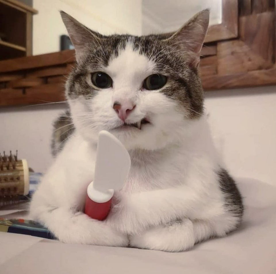 Murder Kitty Blank Meme Template