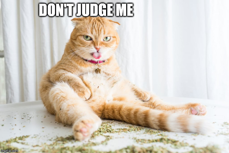 getting high | DON'T JUDGE ME | image tagged in cats,drugs,stoned | made w/ Imgflip meme maker