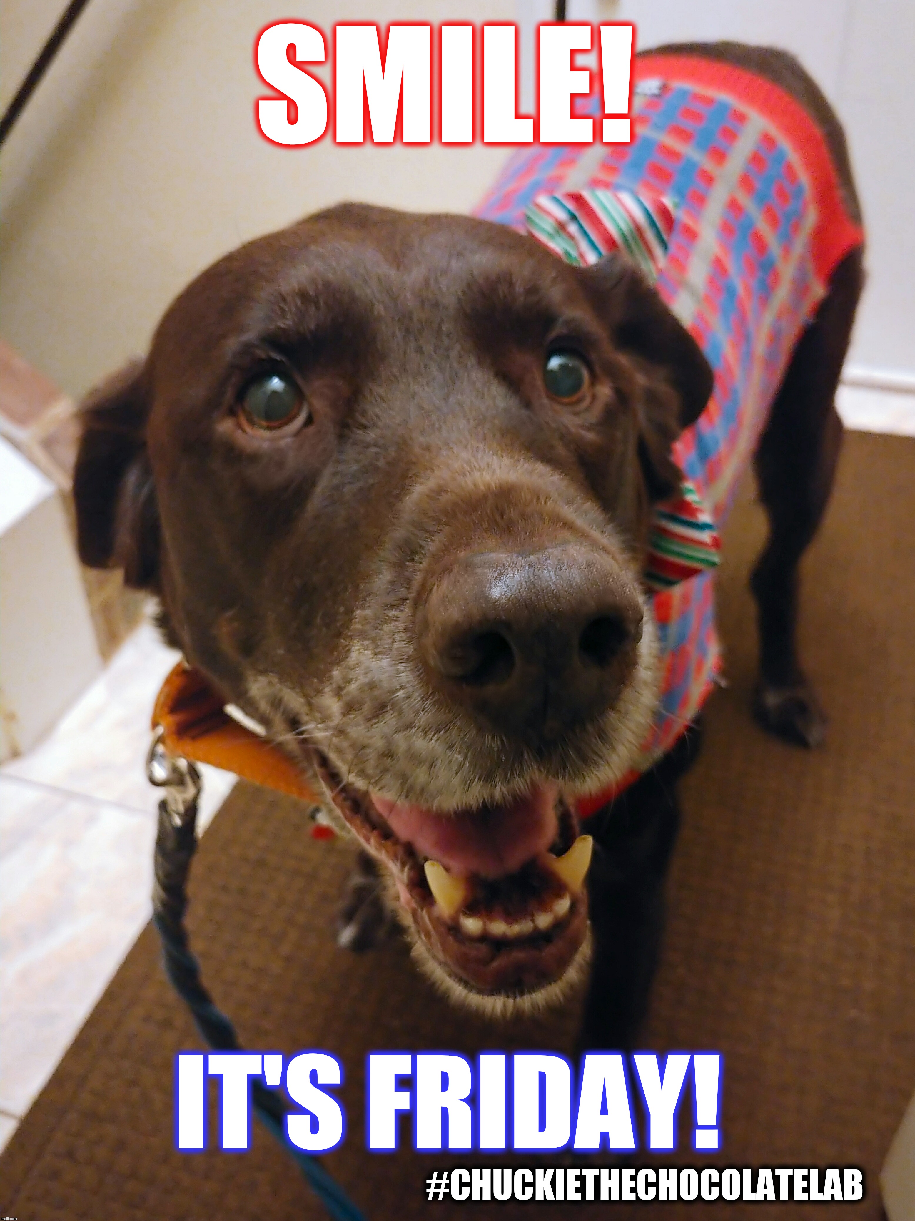 Smile, it's Friday | SMILE! IT'S FRIDAY! #CHUCKIETHECHOCOLATELAB | image tagged in chuckie the chocolate lab,dogs,memes,cute animals,smile,friday | made w/ Imgflip meme maker