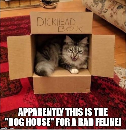 Bad Cat! | APPARENTLY THIS IS THE "DOG HOUSE" FOR A BAD FELINE! | image tagged in funny cat | made w/ Imgflip meme maker