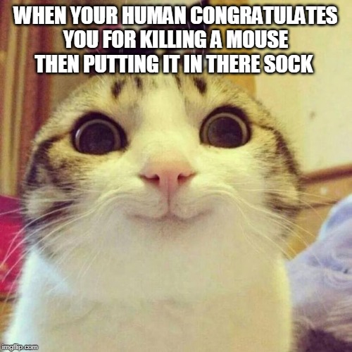 Smiling Cat | WHEN YOUR HUMAN CONGRATULATES YOU FOR KILLING A MOUSE THEN PUTTING IT IN THERE SOCK | image tagged in memes,smiling cat | made w/ Imgflip meme maker