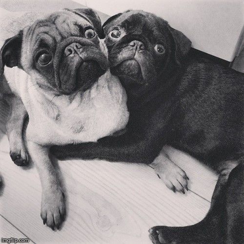 Scared pugs | image tagged in scared pugs | made w/ Imgflip meme maker