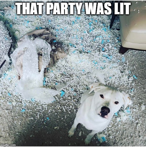mess dog | THAT PARTY WAS LIT | image tagged in meme,party,dog,bad dog,explosion | made w/ Imgflip meme maker