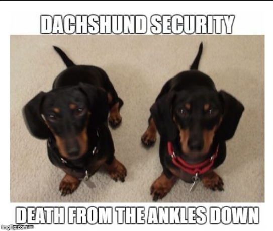 Dachshund Security | image tagged in dachshund,dog,hound,security,wienerdog,puppies | made w/ Imgflip meme maker