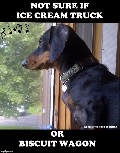 Dachshund Biscuit Wagon | image tagged in dog,dachshund,biscuits,ice cream truck,wienerdog,hound | made w/ Imgflip meme maker