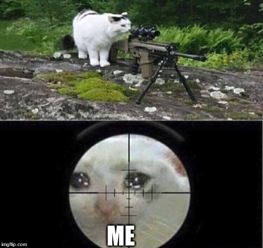 Sniper cat | ME | image tagged in sniper cat | made w/ Imgflip meme maker