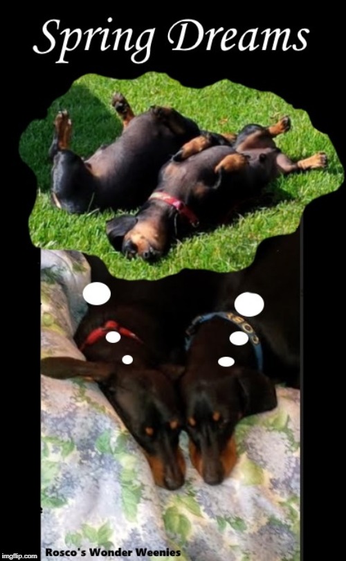Dogs' Spring Dreams | image tagged in dog,wienerdog,dachshund,dream,rolling,grass | made w/ Imgflip meme maker