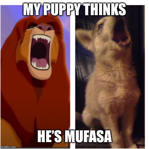 MY PUPPY THINKS; HE’S MUFASA | image tagged in puppy,lion king | made w/ Imgflip meme maker