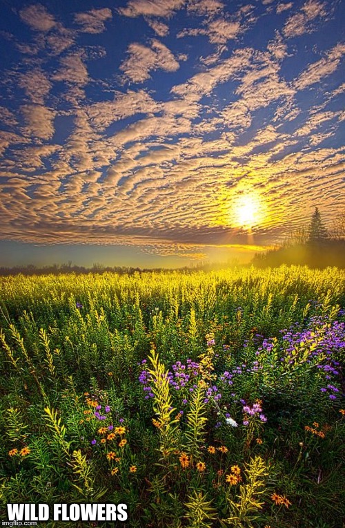 WILD FLOWERS | made w/ Imgflip meme maker
