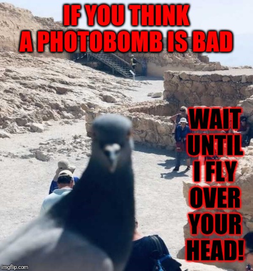 BOMBS AWAY!!! | WAIT UNTIL I FLY OVER YOUR HEAD! IF YOU THINK A PHOTOBOMB IS BAD | image tagged in photobomb pigeon,memes,pooping,toilet humor,lowbrow | made w/ Imgflip meme maker