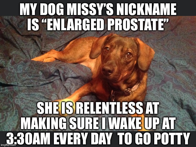 My dog missy’s nickname is “enlarged prostate”She is relentless at making sure I wake up at 3:30AM every day  to go potty | MY DOG MISSY’S NICKNAME IS “ENLARGED PROSTATE”; SHE IS RELENTLESS AT MAKING SURE I WAKE UP AT 3:30AM EVERY DAY  TO GO POTTY | image tagged in prostate exam,dog,potty,wake up,morning | made w/ Imgflip meme maker