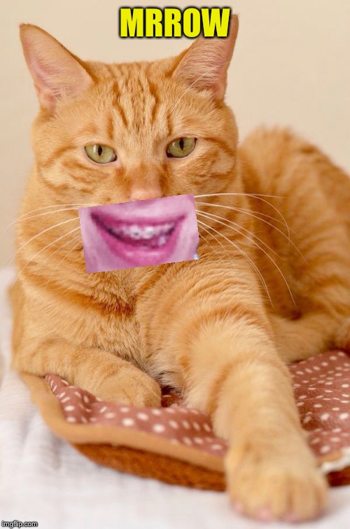 Orange Cat | MRROW | image tagged in orange cat | made w/ Imgflip meme maker