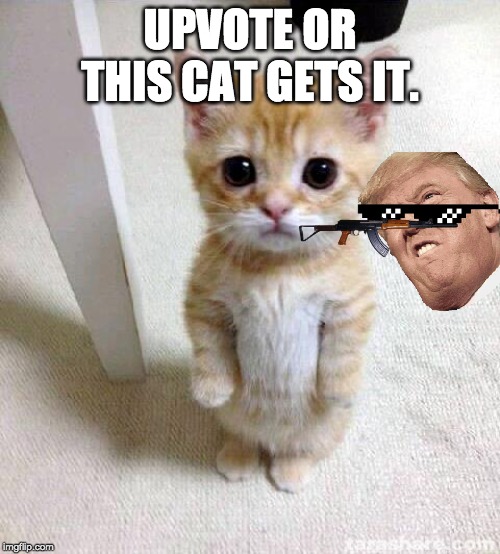 Cute Cat Meme | UPVOTE OR THIS CAT GETS IT. | image tagged in memes,cute cat | made w/ Imgflip meme maker