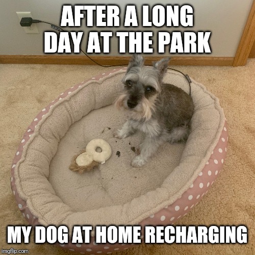 Plugged in dog | AFTER A LONG DAY AT THE PARK; MY DOG AT HOME RECHARGING | image tagged in plugged in dog | made w/ Imgflip meme maker