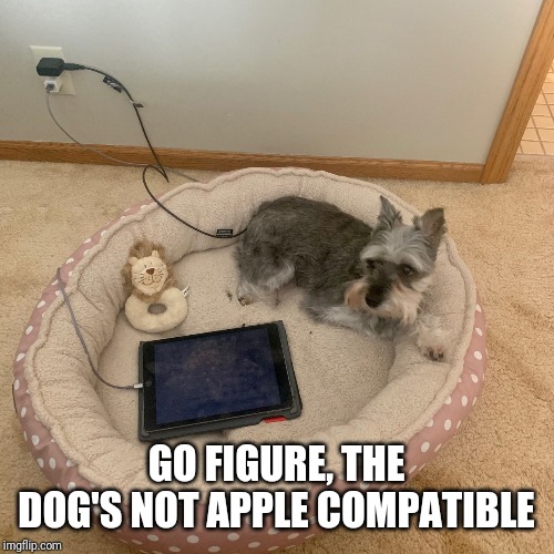 Charging station | GO FIGURE, THE DOG'S NOT APPLE COMPATIBLE | image tagged in charging station | made w/ Imgflip meme maker