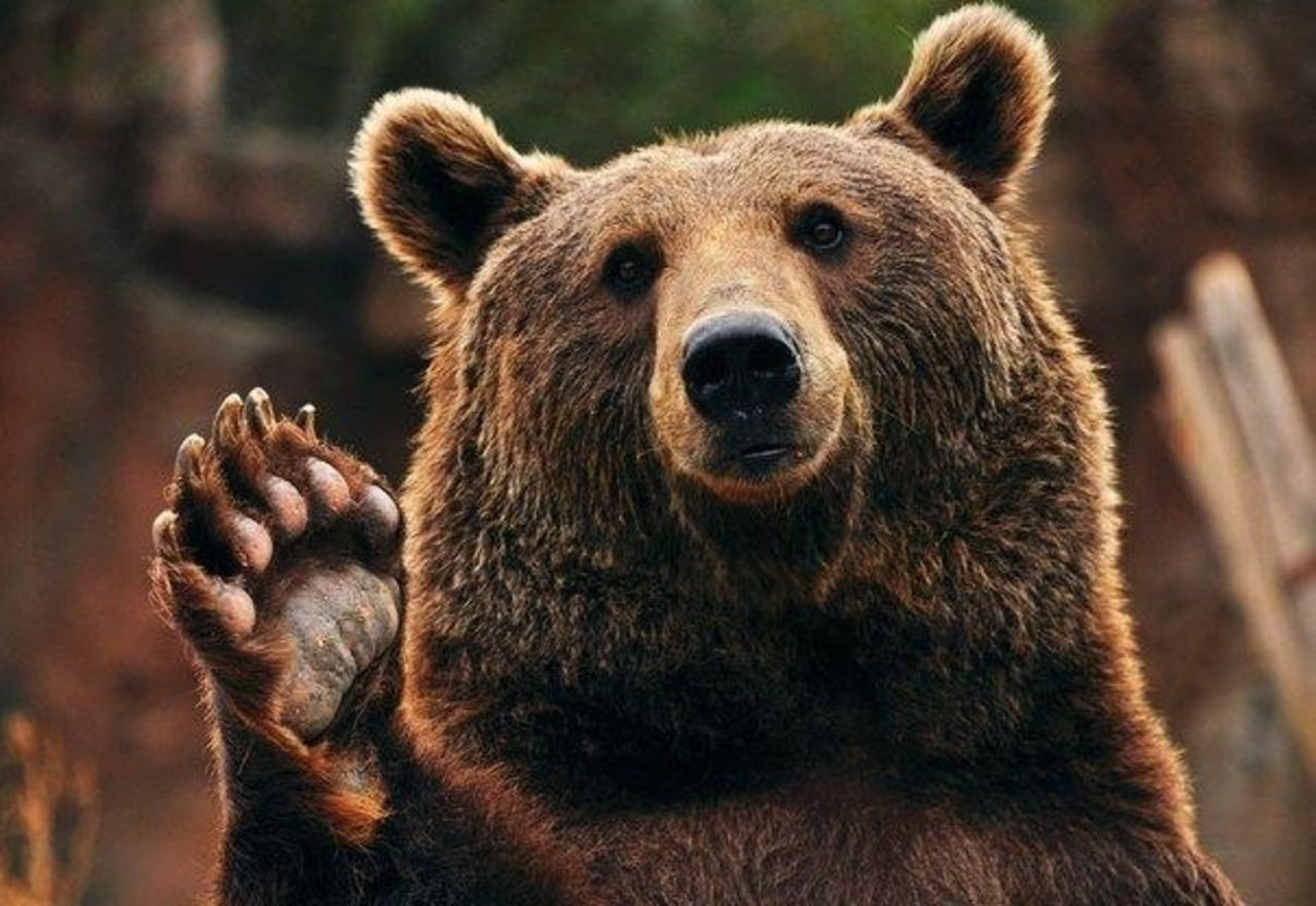 фото медведя на аву
